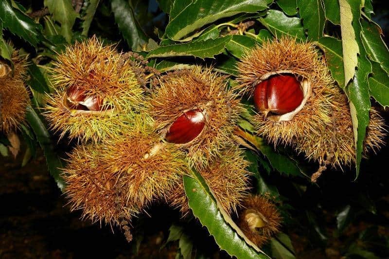 castanha