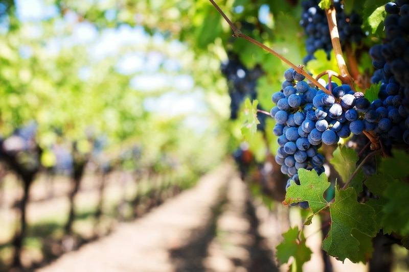 uvas