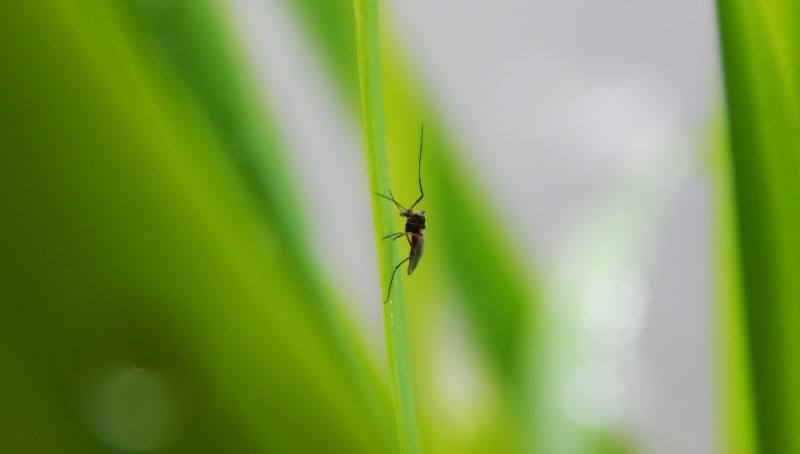 mosquito