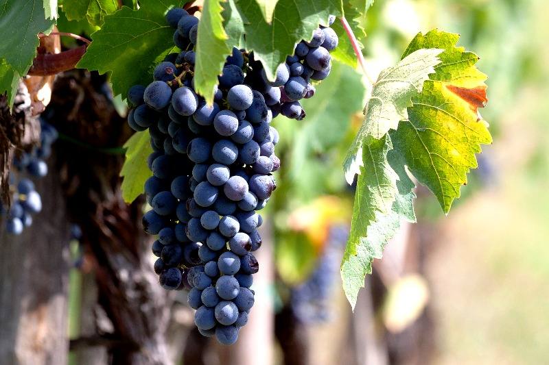 vinho