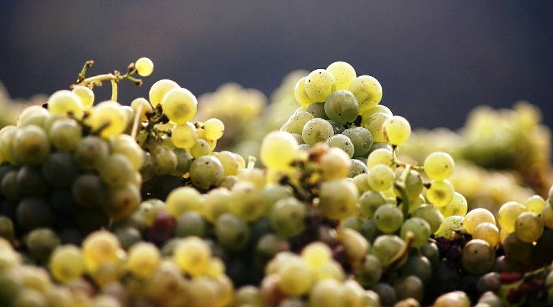 vinhos do tejo