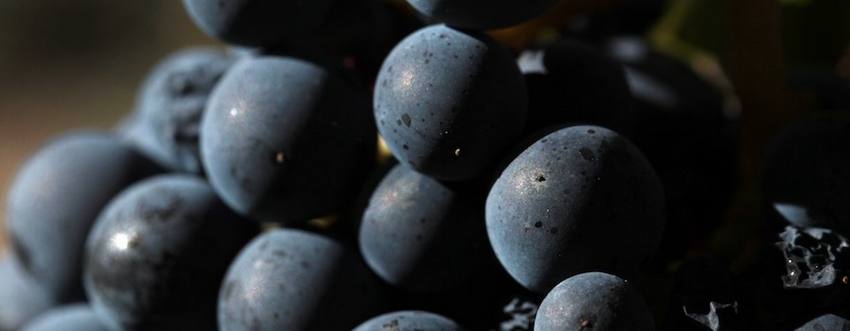 vinhos