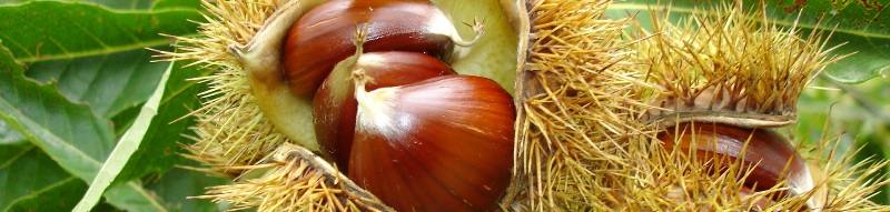 castanha