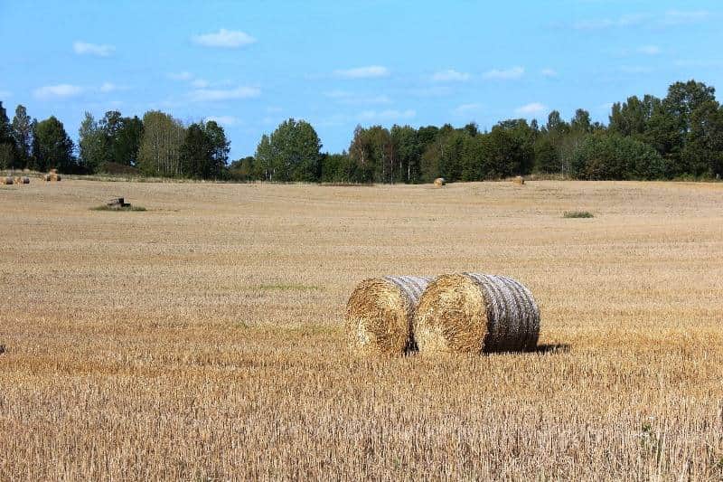 agricultura