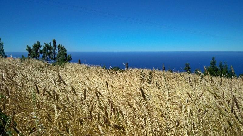 agricultura