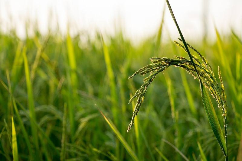 agricola
