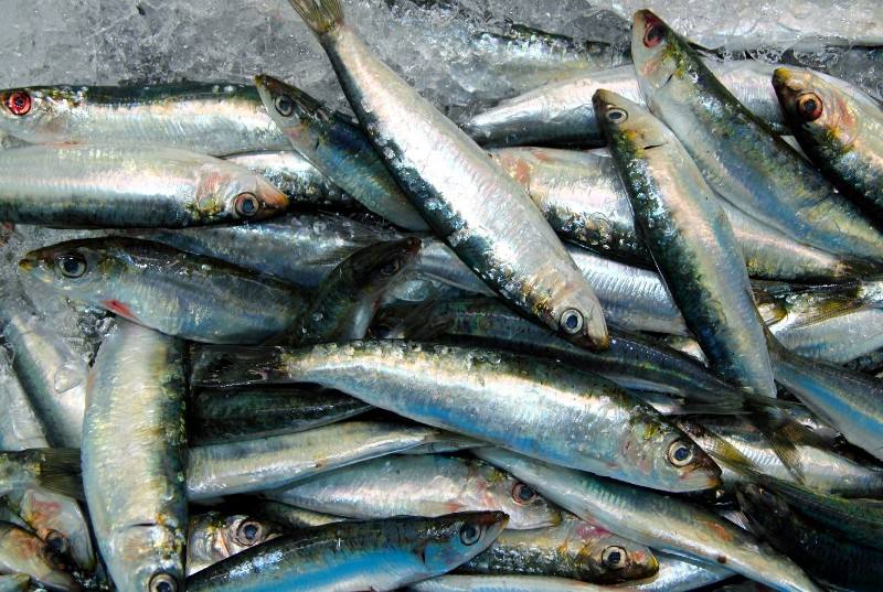 sardinha