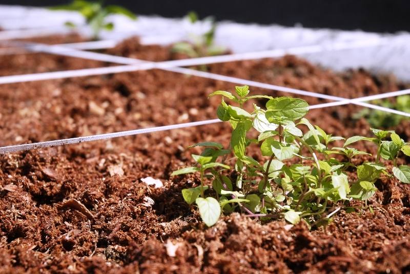 agricultura
