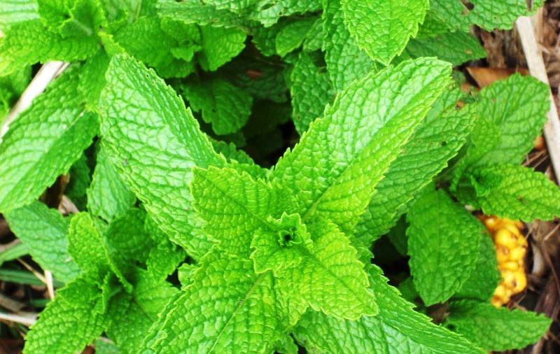 ervas aromaticas