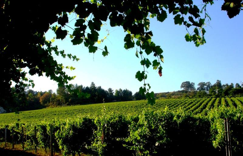 vinhos verdes