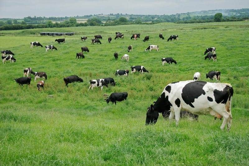 agropecuaria