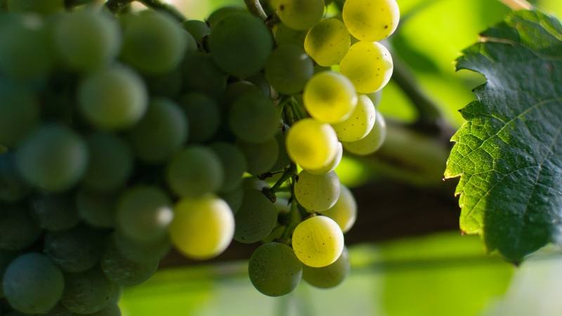 vinhos