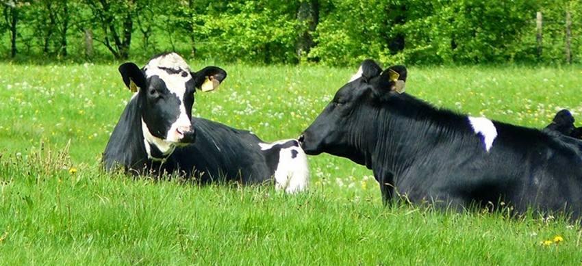 vaca