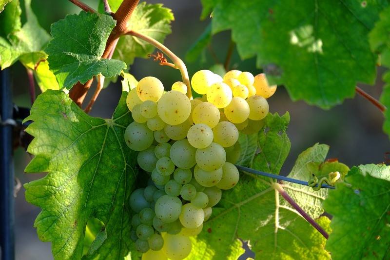 vinho