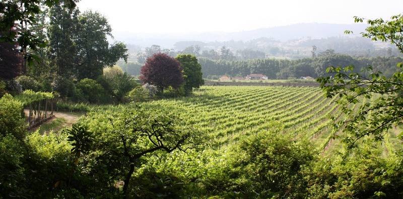 vinhos