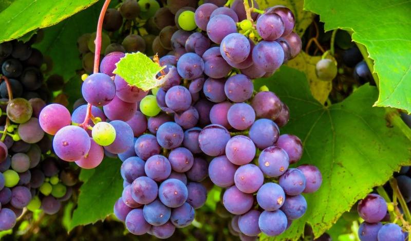 vinhos