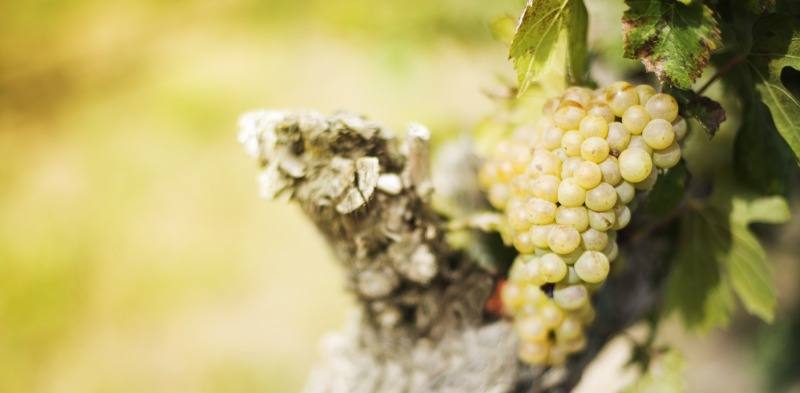 vinhos