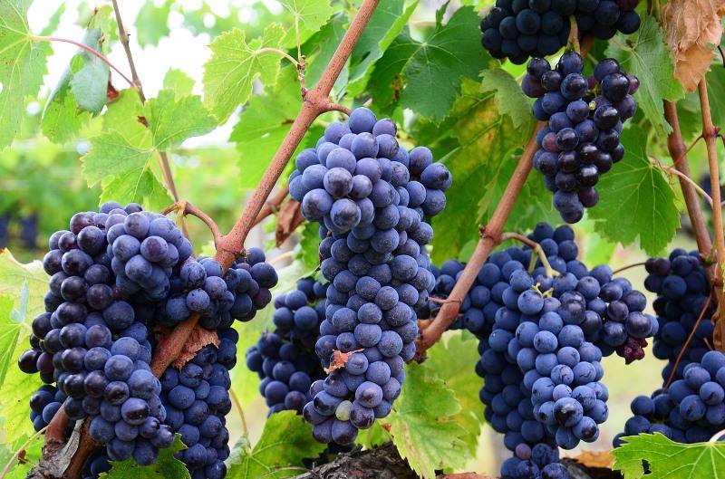 vinho