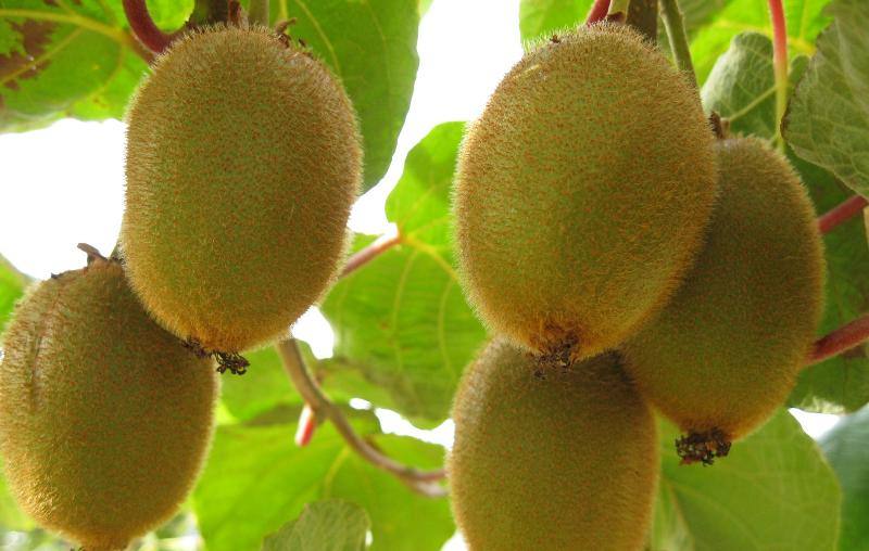 agricultura