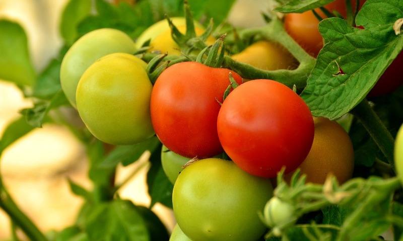 horticultura