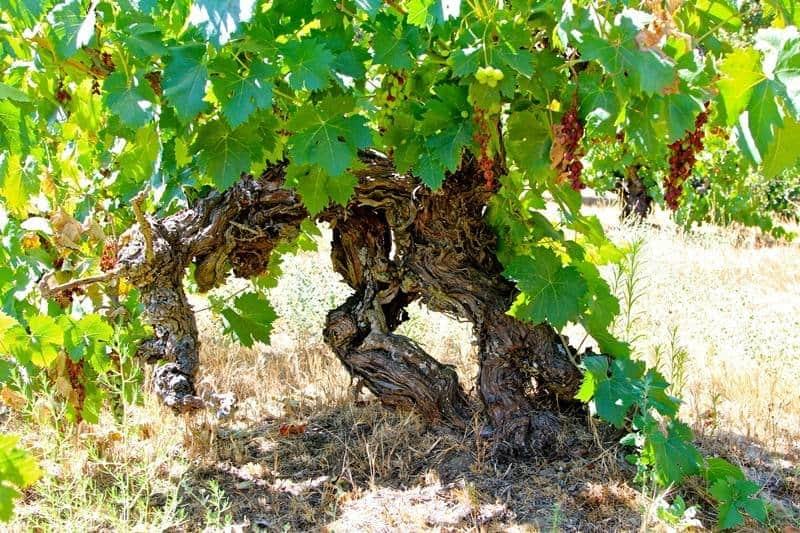 dao e douro