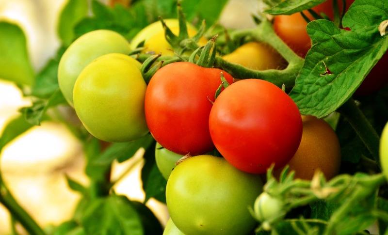 agricultura