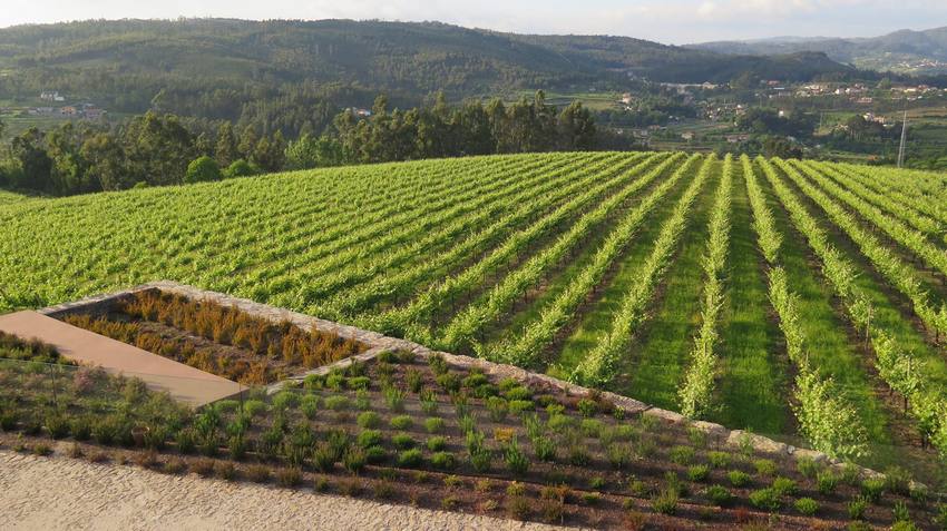 vinhos