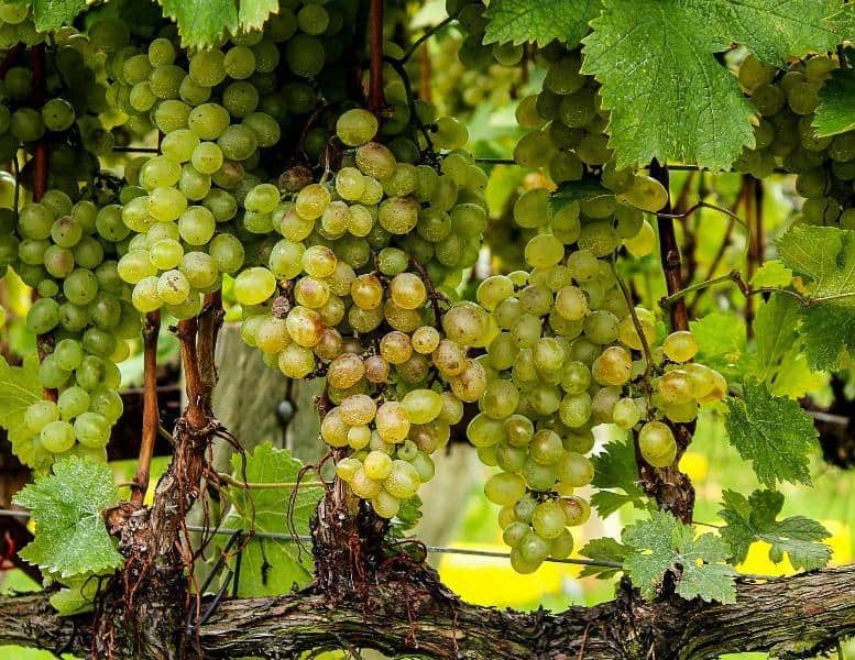 vinhos