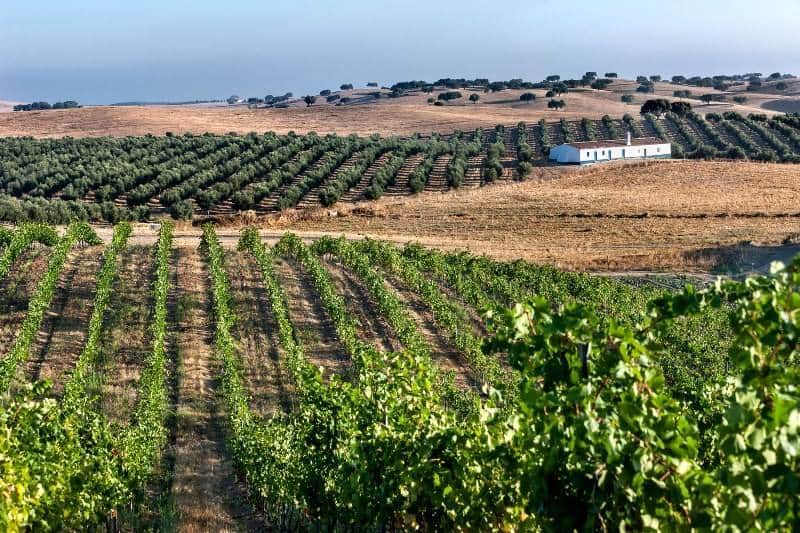 vinhos