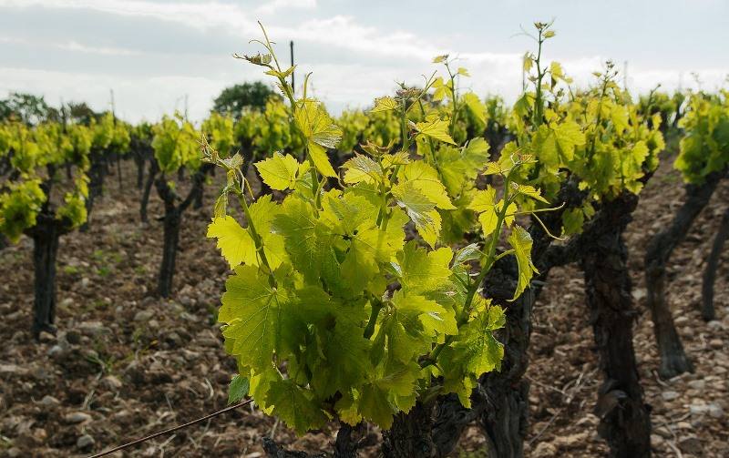 viticultura