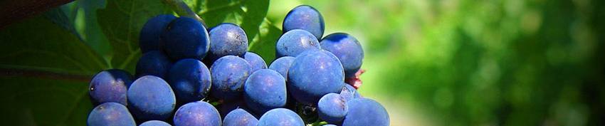 vinhos