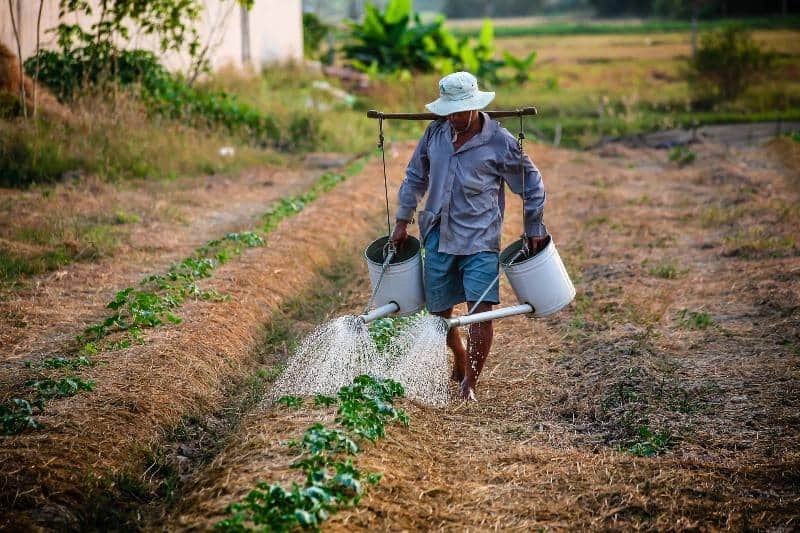 agricultores