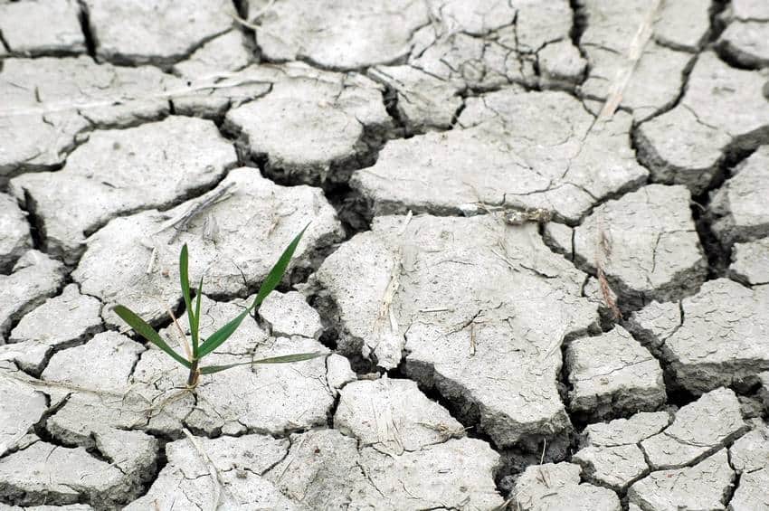 agricultura