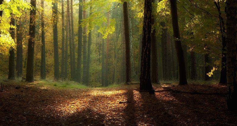 floresta