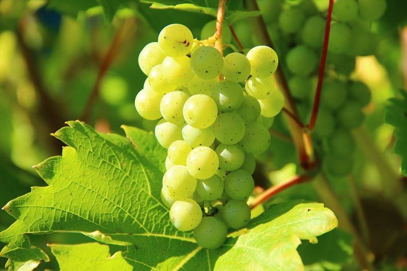 vinhos