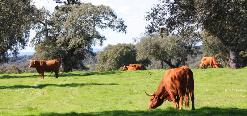 pecuaria