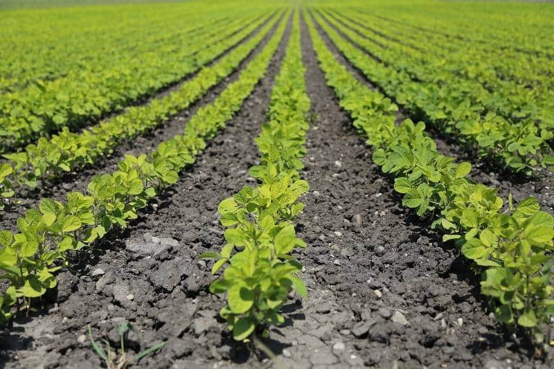 agricultura