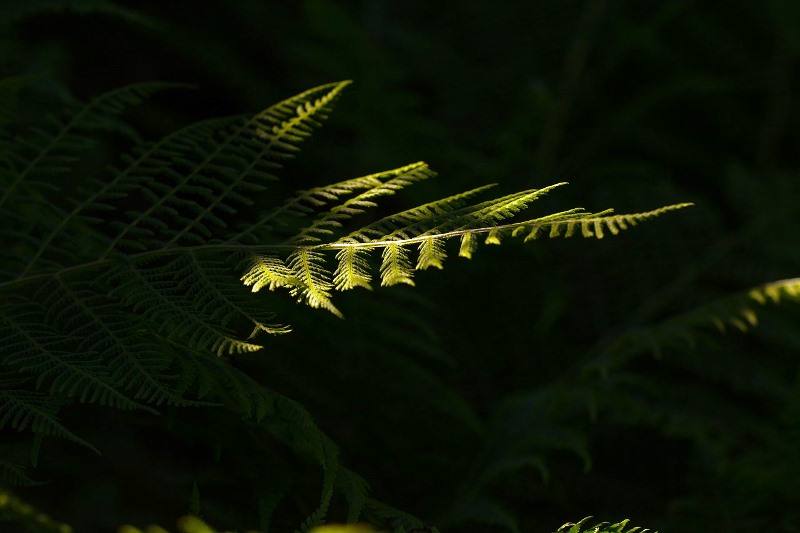 floresta