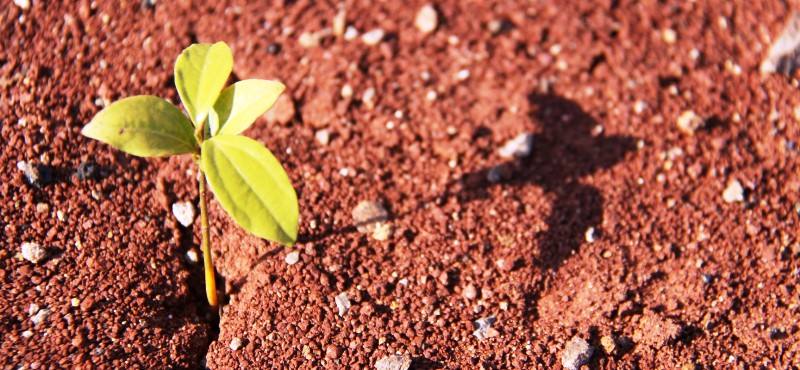 agricultura
