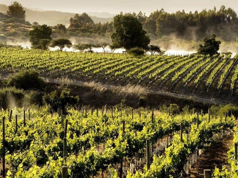 vinhos