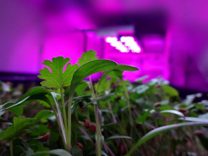 coolfarm