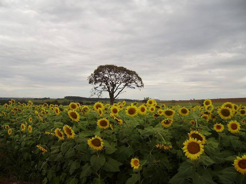 agricultura