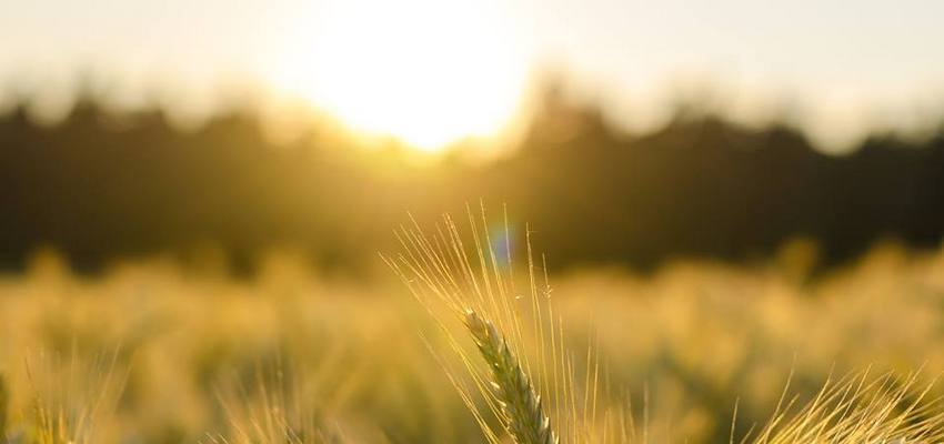 wisecrop