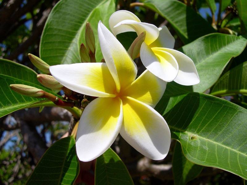 flores