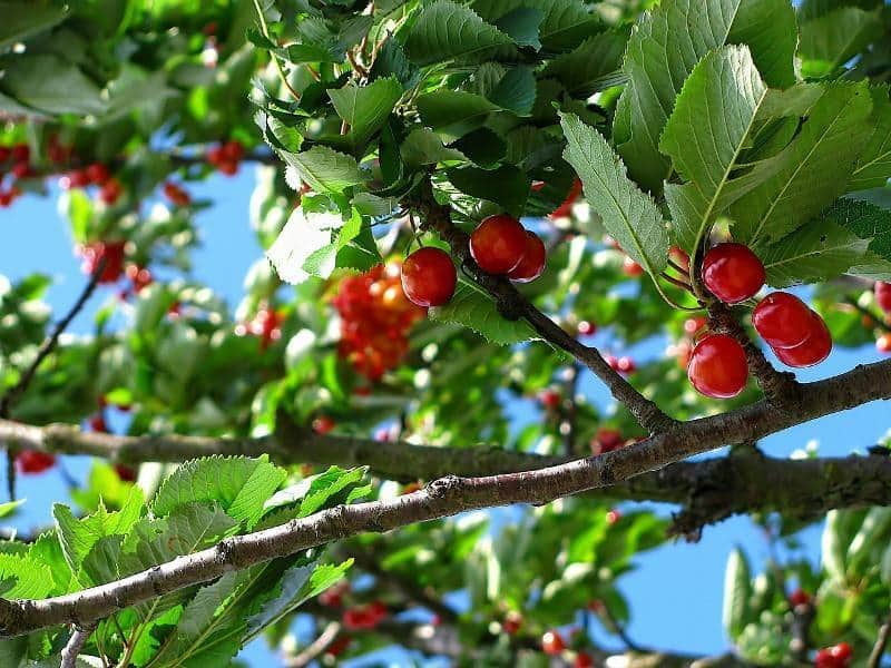cerejas