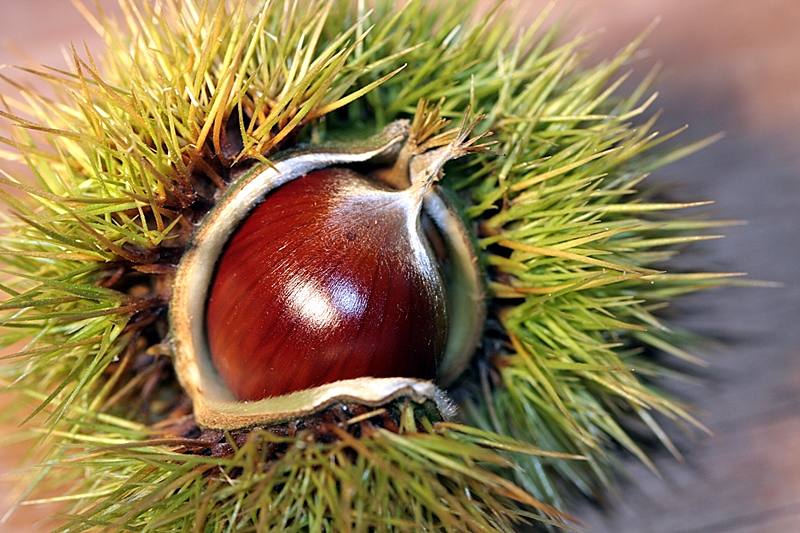 castanha