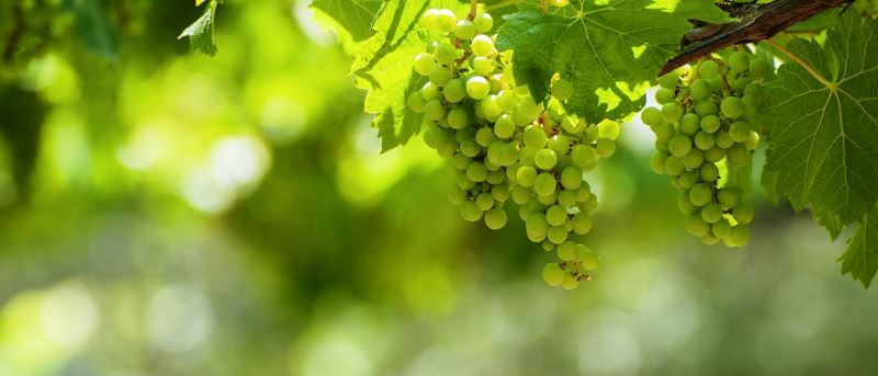 vinhos