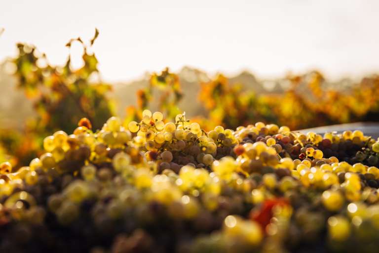 vinhos