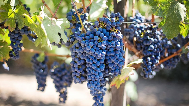 vinhos