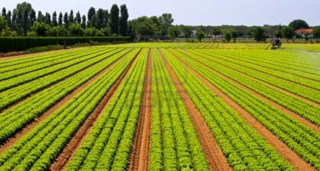 agricultura